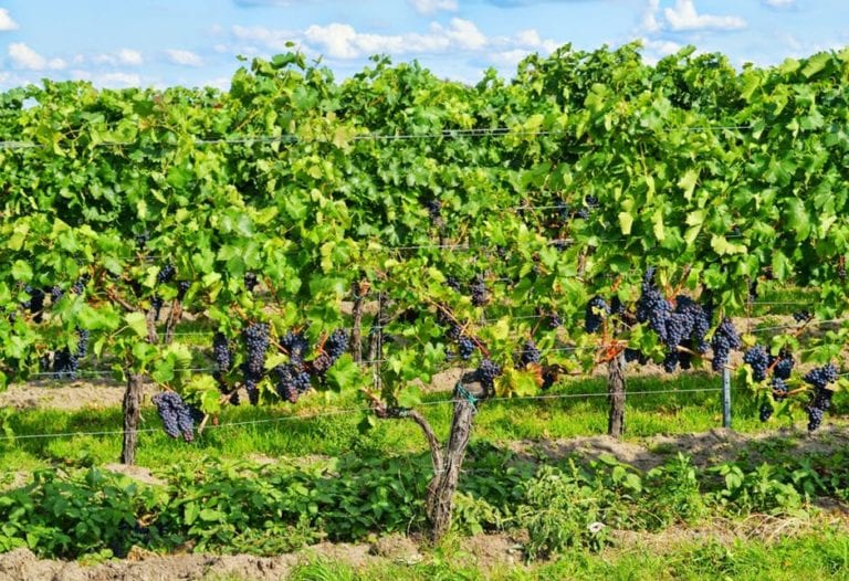 Rota dos vinhos da Borgonha