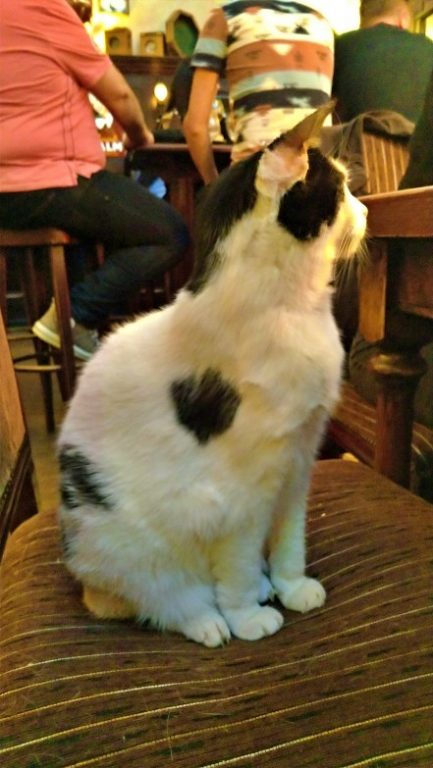 Uma foto de um gato branco com manchas brancas sentado em uma cadeira olhando para o lado