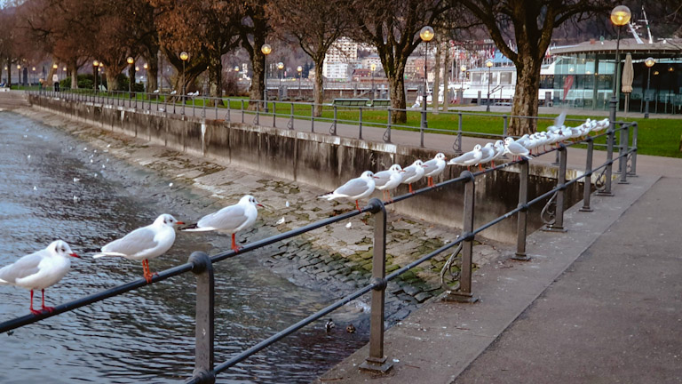 Gaivotas na beira do Lago Constança - Bodensee em Bregenz