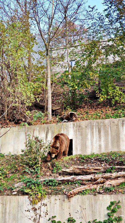 Bärengraben: o Parque dos Ursos | O que fazer em Berna