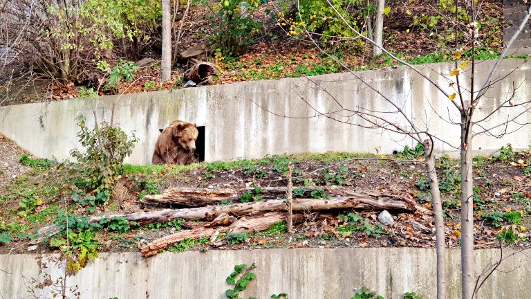 Bärengraben: o Parque dos Ursos | O que fazer em Berna