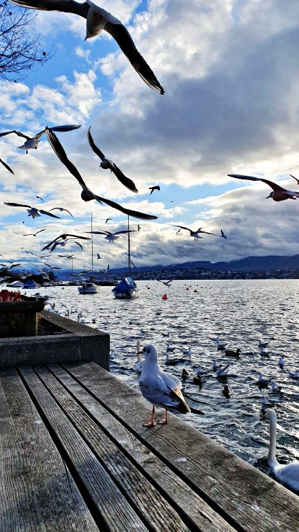 O que fazer em Zurique: roteiro de 2 dias na maior cidade da Suíça 54 Zürichsee: Lago de Zurique | O que fazer em Zurique